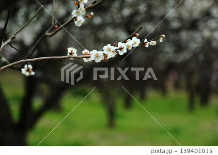万博記念公園の梅林 万博記念公園の梅林 139401015