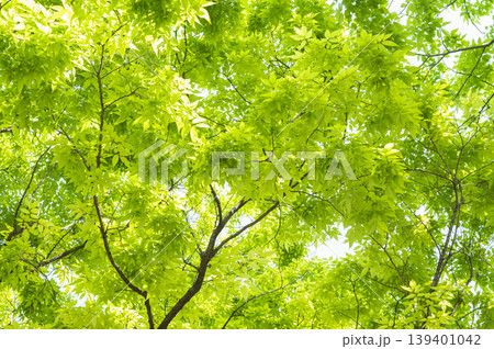 Refreshing green-leaved Marronnier tree Refreshing green-leaved Marronnier tree 139401042