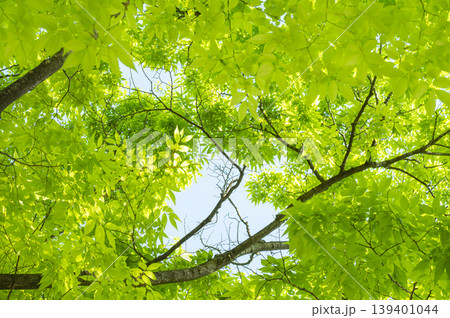 Refreshing green-leaved Marronnier tree Refreshing green-leaved Marronnier tree 139401044
