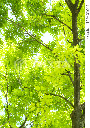 Refreshing green-leaved Marronnier tree 139401046