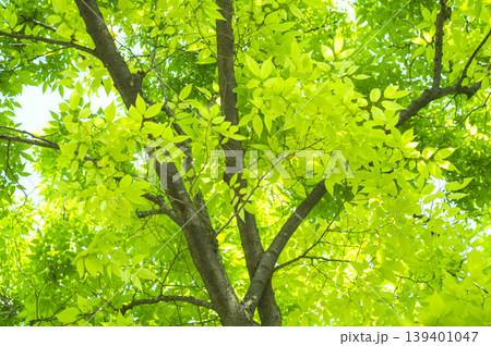 Refreshing green-leaved Marronnier tree Refreshing green-leaved Marronnier tree 139401047