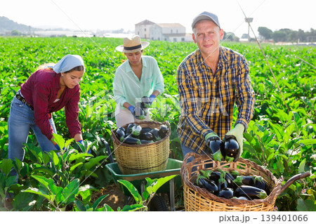 Three hardworking farmers harvest ripe eggplants Three hardworking farmers harvest ripe eggplants 139401066