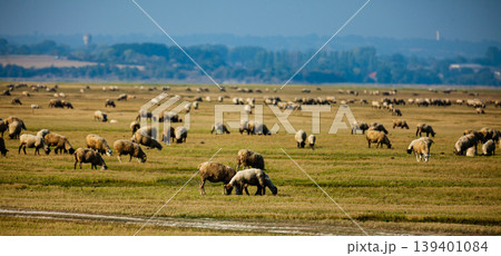 Sheep grazing on green meadows of Normandy in France Sheep grazing on green meadows of Normandy in France 139401084