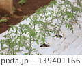 風に揺れるトマト畑 139401166