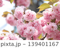 風に揺れる八重桜 139401167