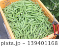 エンドウ豆の収穫をする様子 139401168