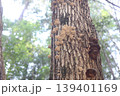 きのこ 139401169