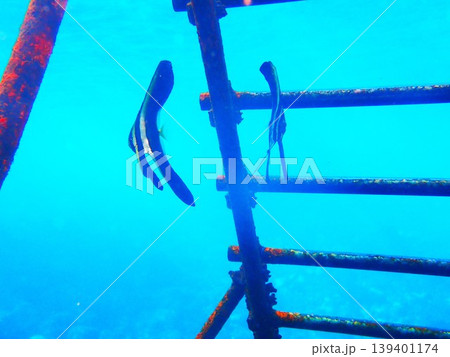 伊豆大島で撮影したツバメウオの幼魚(Platax boersii) 伊豆大島で撮影したツバメウオの幼魚(Platax boersii) 139401174