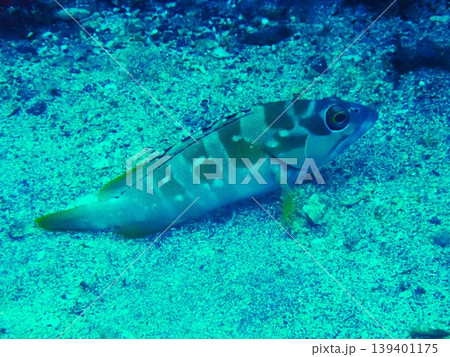 伊豆大島で撮影したアカハタ(Epinephelus fasciatus) 伊豆大島で撮影したアカハタ(Epinephelus fasciatus) 139401175
