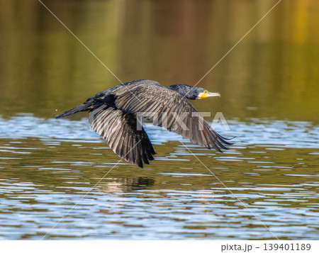 水辺を飛ぶカワウ 139401189