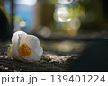 白い椿の花 139401224
