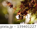 紅葉したモミジ 139401227
