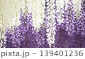 垂れる藤の花 139401236