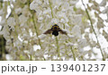 白藤の花にとまるクマバチ 139401237