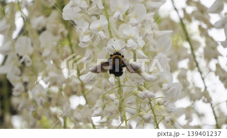 白藤の花にとまるクマバチ 139401237