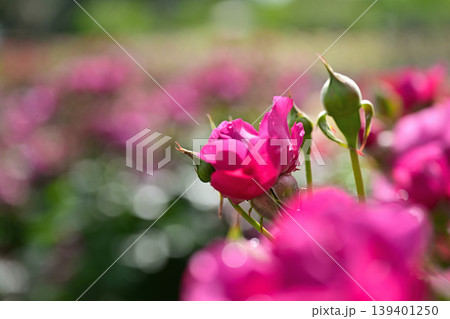 ピンク色の薔薇の花が咲いています ピンク色の薔薇の花が咲いています 139401250