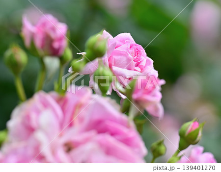 ピンク色の薔薇と後ろぼけ ピンク色の薔薇と後ろぼけ 139401270