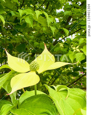 初夏の庭に咲くヤマボウシの花と緑の葉のクローズアップ 初夏の庭に咲くヤマボウシの花と緑の葉のクローズアップ 139401304