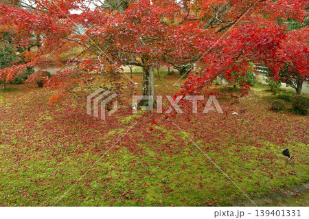 三寳寺の紅葉と落ち葉 139401331