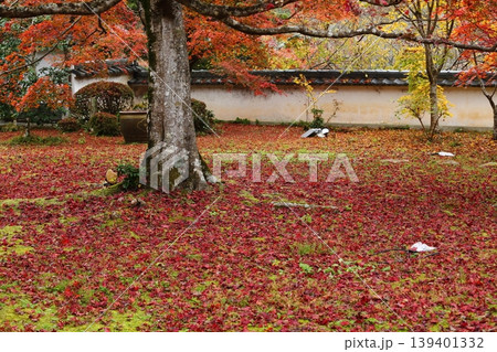 三寳寺の紅葉と落ち葉 三寳寺の紅葉と落ち葉 139401332