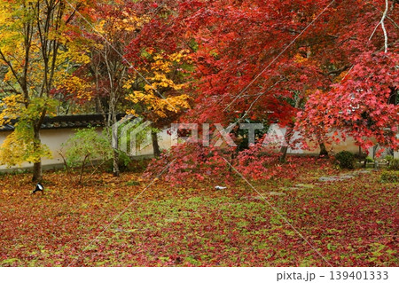 三寳寺の紅葉と落ち葉 139401333
