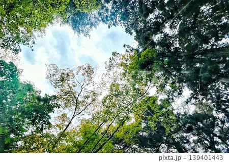森から覗く空 森から覗く空 139401443