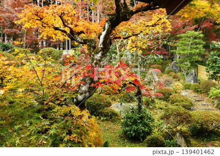 三寳寺の紅葉 三寳寺の紅葉 139401462