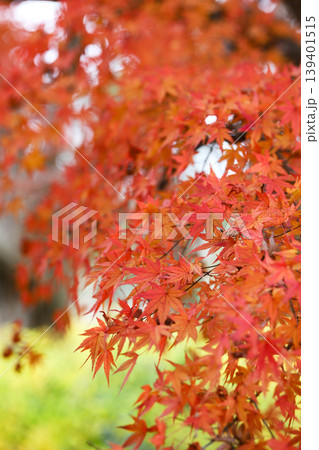 紅葉したもみじ 紅葉したもみじ 139401515
