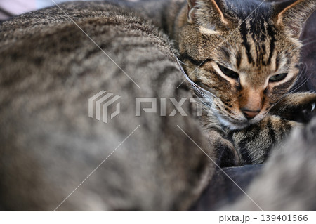 眠る猫、キジトラ猫 眠る猫、キジトラ猫 139401566