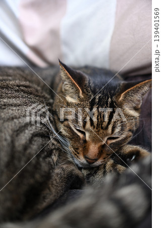 眠る猫、キジトラ猫 眠る猫、キジトラ猫 139401569