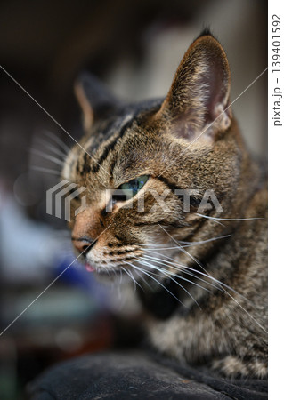 キジトラ猫のアップ キジトラ猫のアップ 139401592