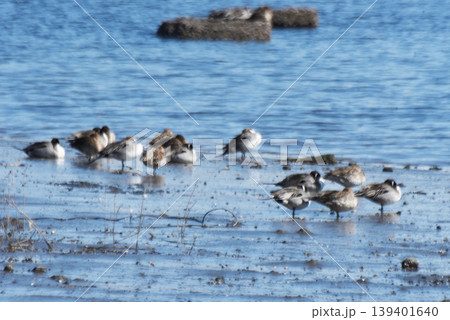 河口の鳥 河口の鳥 139401640