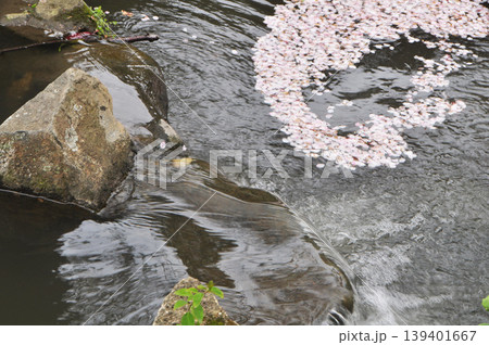 花筏 花筏 139401667