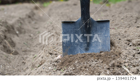 Shovel Digging Into Fresh Soil In Garden Bed Ready For Planting Vegetables Shovel Digging Into Fresh Soil In Garden Bed Ready For Planting Vegetables 139401724