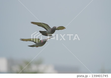 カワラバトの飛翔 カワラバトの飛翔 139401745