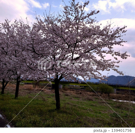 河川敷に咲き誇る満開の桜と橋 春の穏やかな風景 河川敷に咲き誇る満開の桜と橋 春の穏やかな風景 139401756
