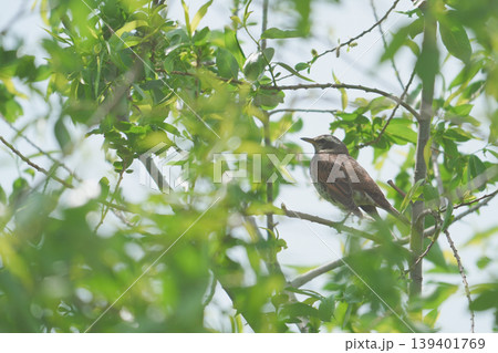 木陰にとまるツグミ 木陰にとまるツグミ 139401769