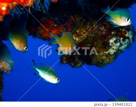 伊豆大島で撮影したササスズメダイ(Azurina lepidolepis) 伊豆大島で撮影したササスズメダイ(Azurina lepidolepis) 139401822