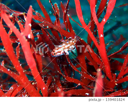 伊豆大島で撮影したモンツキベラの幼魚(Bodianus dictynna) 伊豆大島で撮影したモンツキベラの幼魚(Bodianus dictynna) 139401824