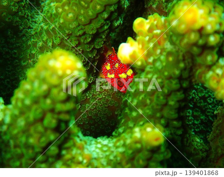 伊豆大島で撮影したカスリフサカサゴ（Sebastapistes cyanostigma） 139401868