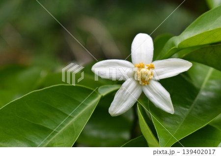柑橘類の白色の花 柑橘類の白色の花 139402017