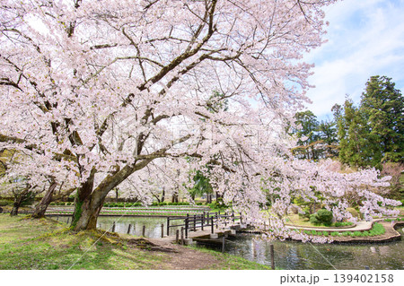 桜美しく咲き誇る伊佐須美神社　あやめ苑　福島県 139402158