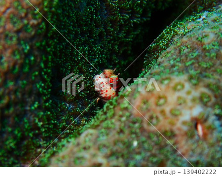 伊豆大島の海に生息するモンツキカエルウオ（Blenniella chrysospilos） 139402222