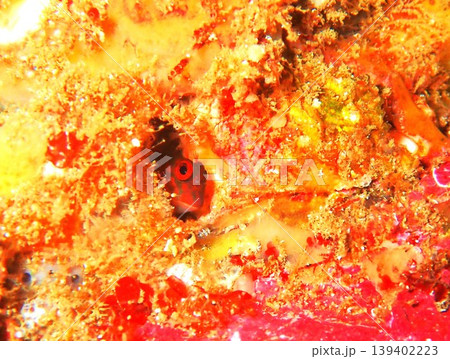 伊豆大島で撮影したタテガミカエルウオ(Cirripectes castaneus) 伊豆大島で撮影したタテガミカエルウオ(Cirripectes castaneus) 139402223
