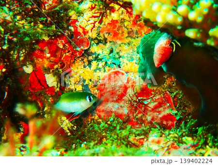 伊豆大島で撮影したイワサキスズメ(Plectroglyphidodon imparipennis) 伊豆大島で撮影したイワサキスズメ(Plectroglyphidodon imparipennis) 139402224