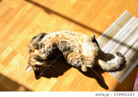 床に寝転ぶ猫 床に寝転ぶ猫 139402283