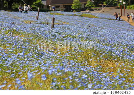 花博記念公園 鶴見緑地　山のエリア　風車の丘　大花壇　ネモフィラ 139402450