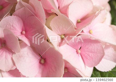 淡いピンク色の紫陽花 クローズアップ 淡いピンク色の紫陽花 クローズアップ 139402560