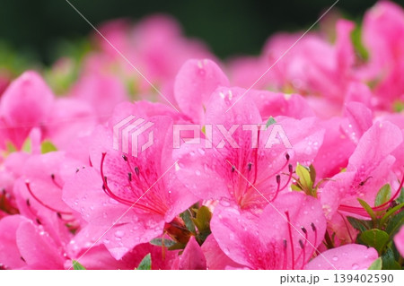 赤いツツジの花 139402590