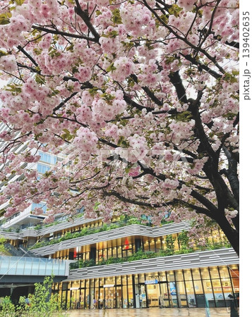 都会の商業ビル街の八重桜 139402635